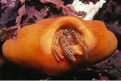 传《天国：拯救》复刻版开发中 2026年初发售